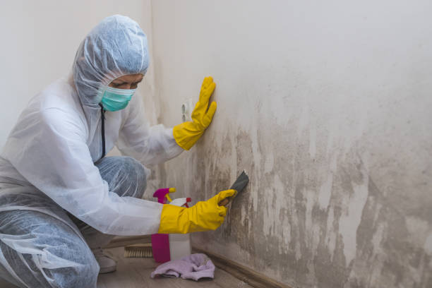 Mold Documentation for Insurance Claims in Lyman, WY